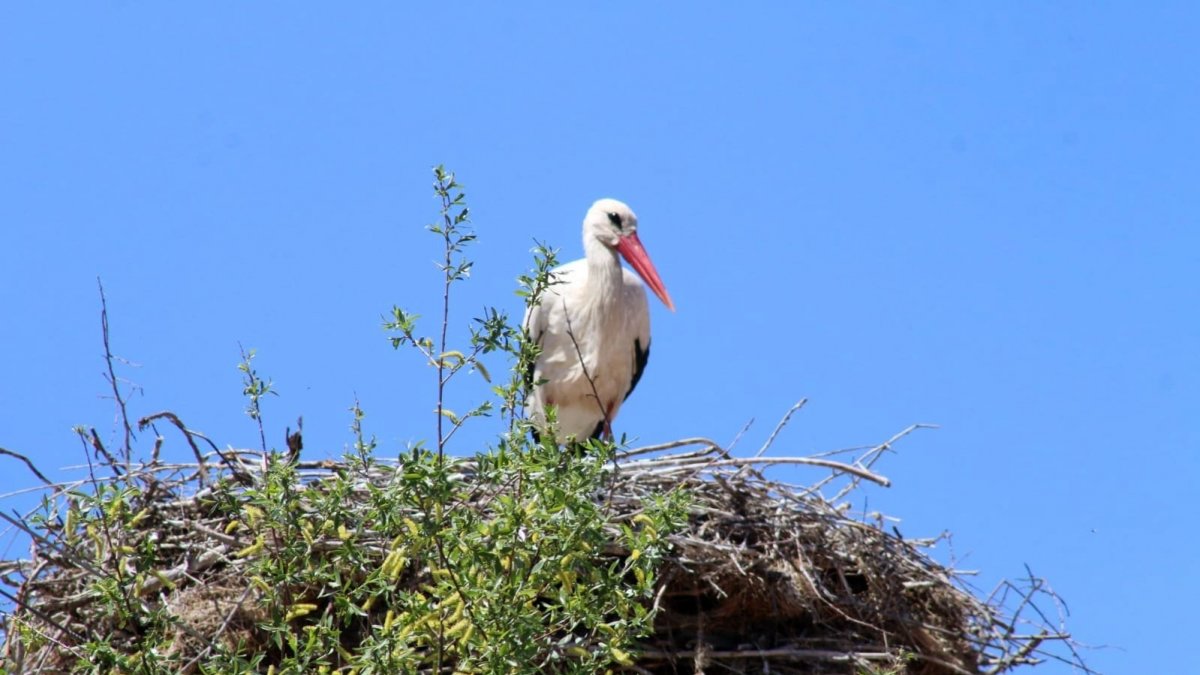Mertekli'nin vefalı leyleği