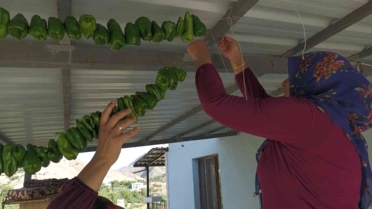 Meşhur Keban biberinde hasat başladı