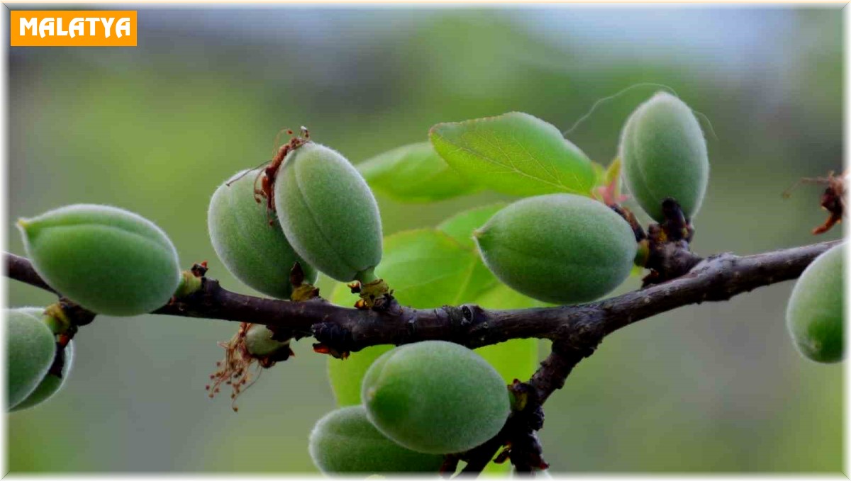 Mevsimin ilk kayısı çağlası Kale'de