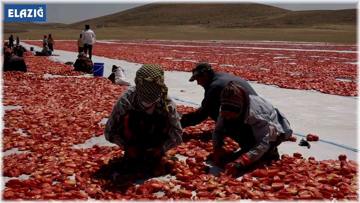 Mevsimlik işçi öğrencilerin büyük başarısı: Biri hukuk fakültesini kazandı, diğeri Türkiye ikincisi oldu