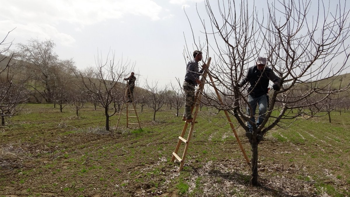 Mevsimlik işçilerin ağaç budama mesaisi
