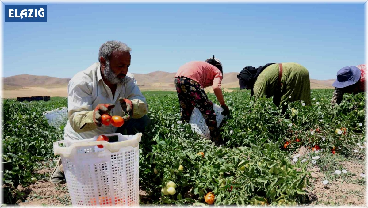 Mevsimlik işçilerin sıcak altına ekmek mücadelesi