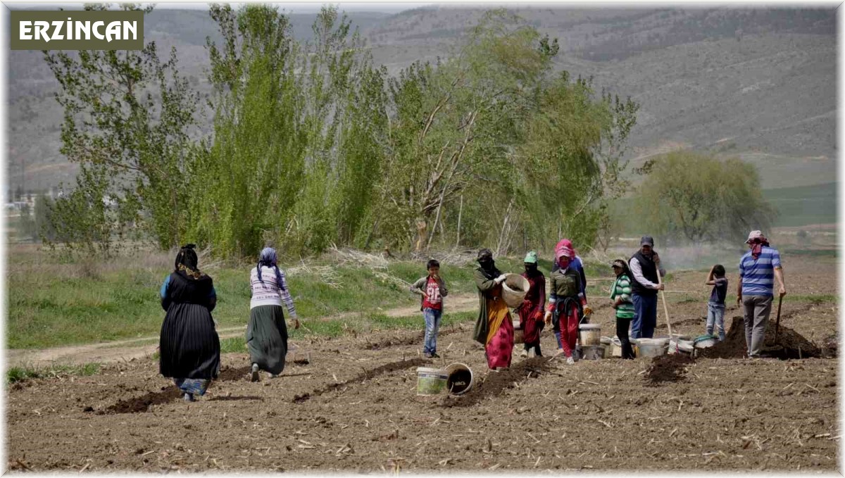 Mevsimlik tarım işçileri tarlalarda rızıklarını çıkarıyor