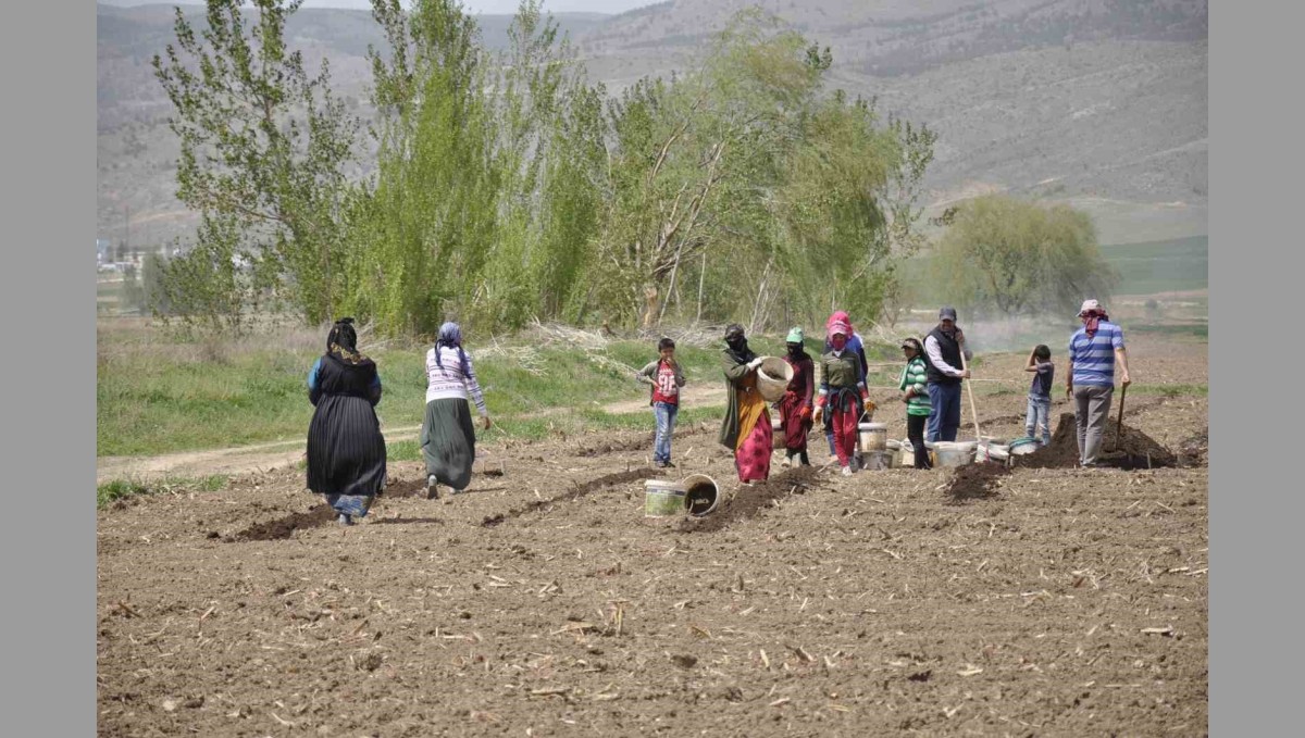 Mevsimlik tarım işçileri tarlalarda rızıklarını çıkarıyor