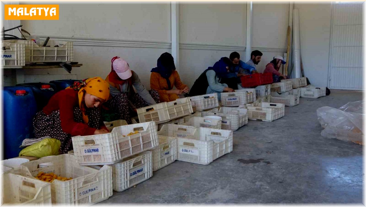 Mevsimlik tarım işçilerinin kayısı mesaisi sürüyor