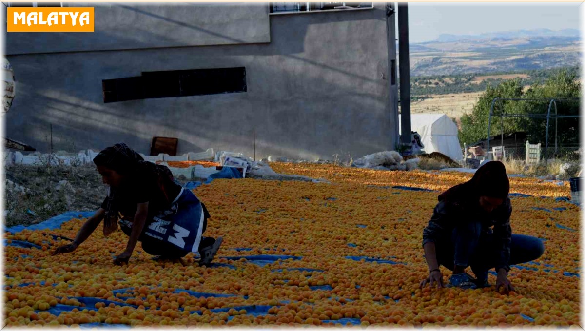 Mevsimlik tarım işçilerinin zorlu kayısı mesaisi