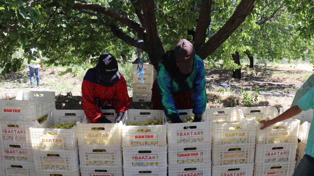 Mevsimlik tarım işçilerinin zorlu mesaisi