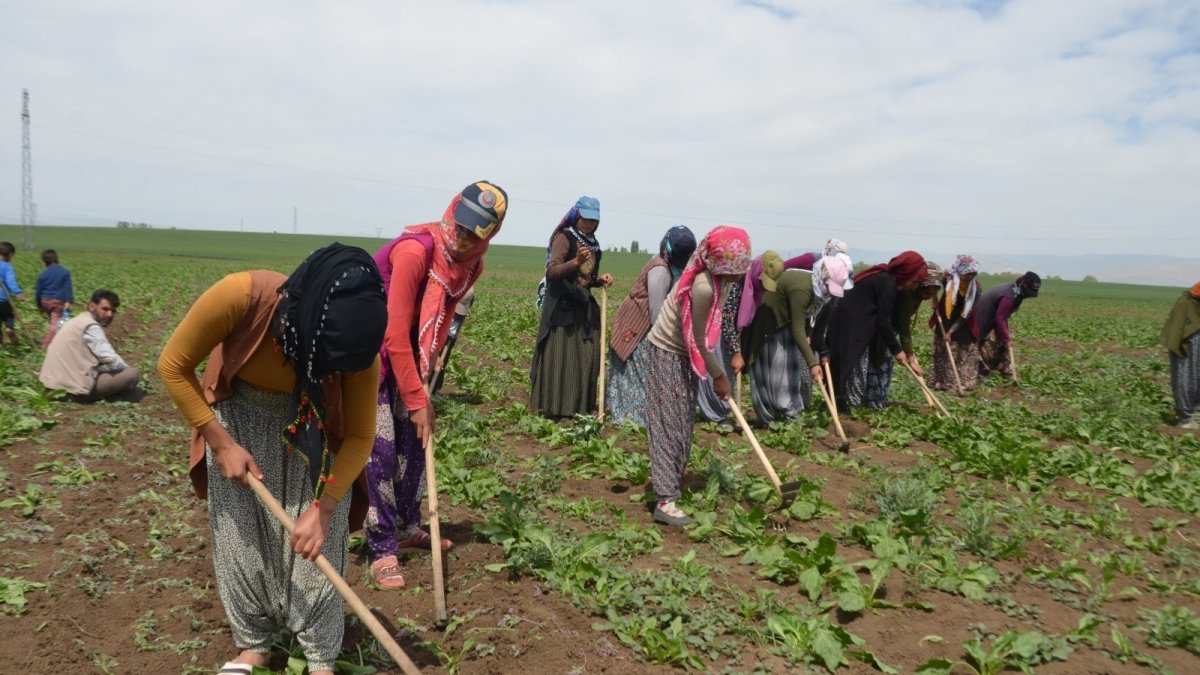 Mevsimlik tarım işçilerinin zorlu mesaisi başladı