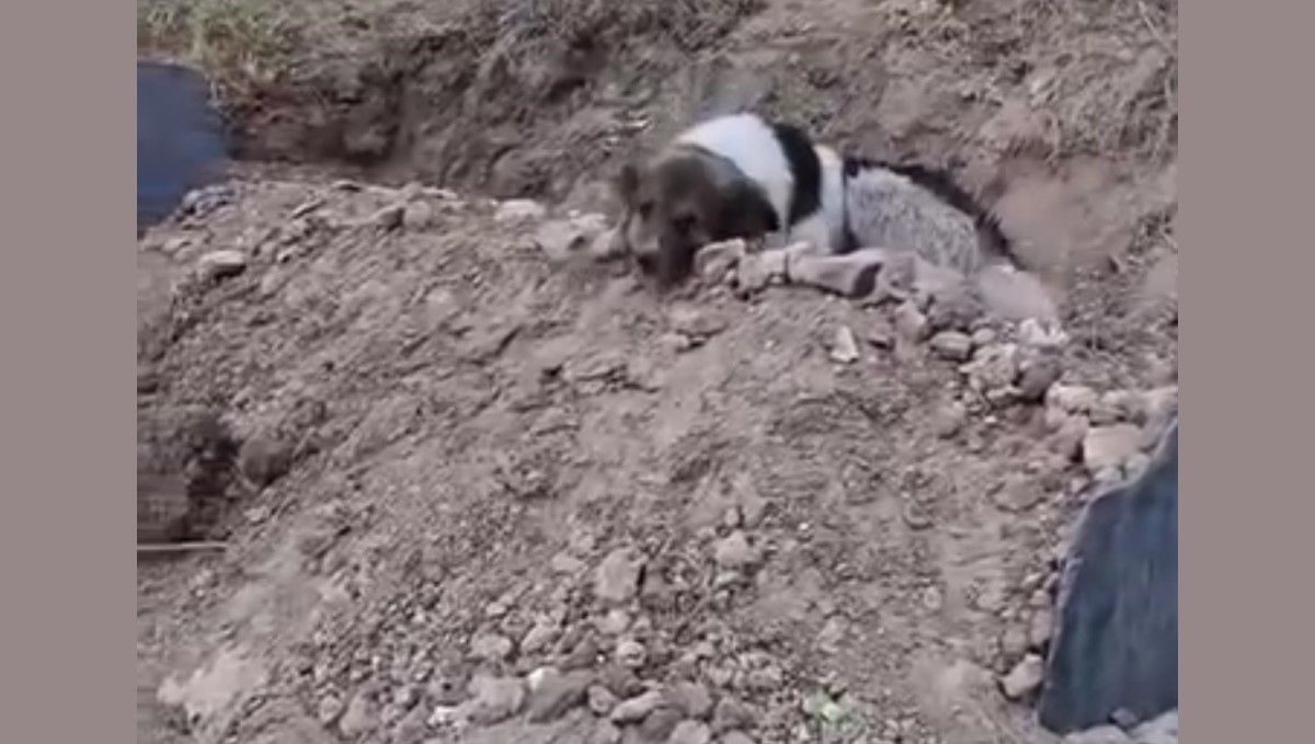 Mezar başında vefa nöbeti: Sahibinin mezarından ayrılmıyor