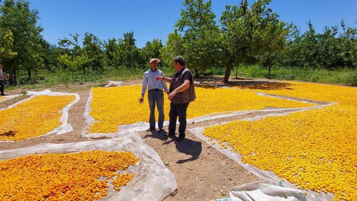 MHP'li Fendoğlu'ndan kayısı üreticilerine ziyaret