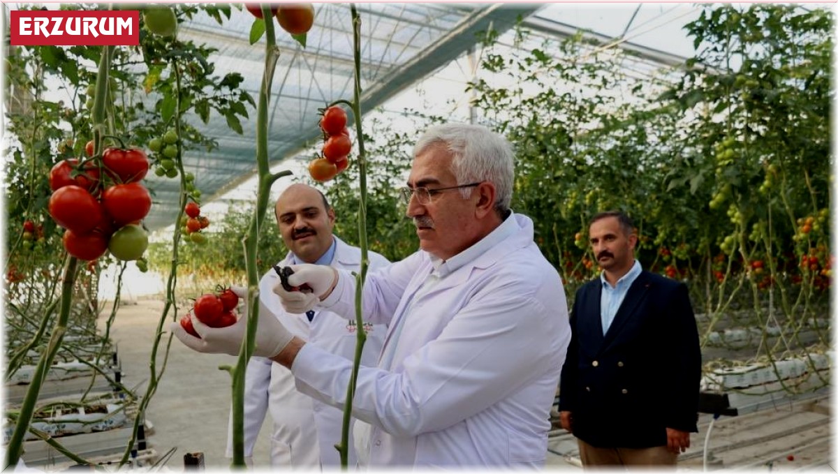 Milletvekili Öz'den domates hasadı