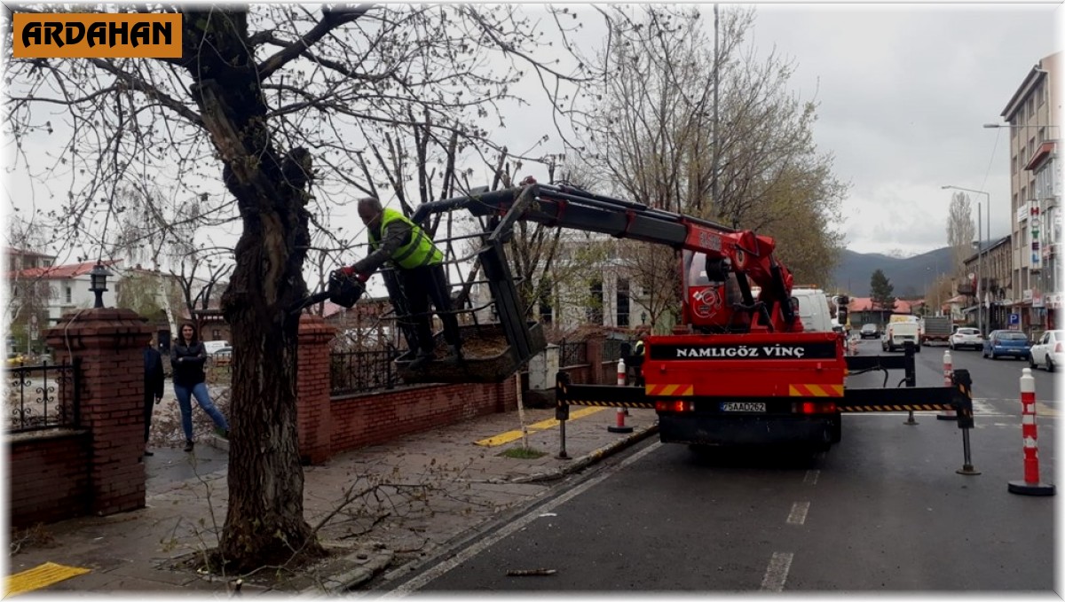 Milli Egemenlik Parkındaki ağaçlara gençlik aşısı