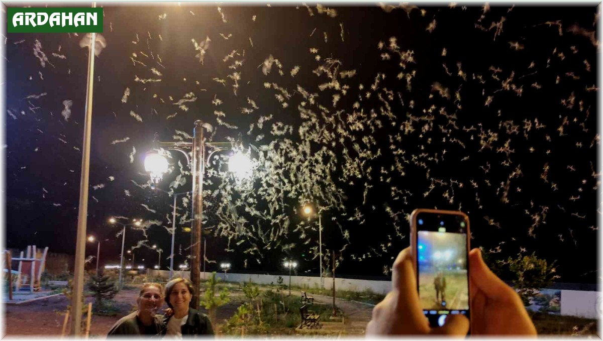 Milyonlarca 'bir gün sineği' tarihi Halilefendi köprüsünü istila etti