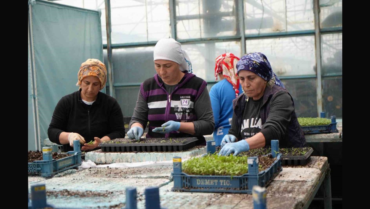 Milyonlarca sebze fidesi Erzincan seralarında büyüyor