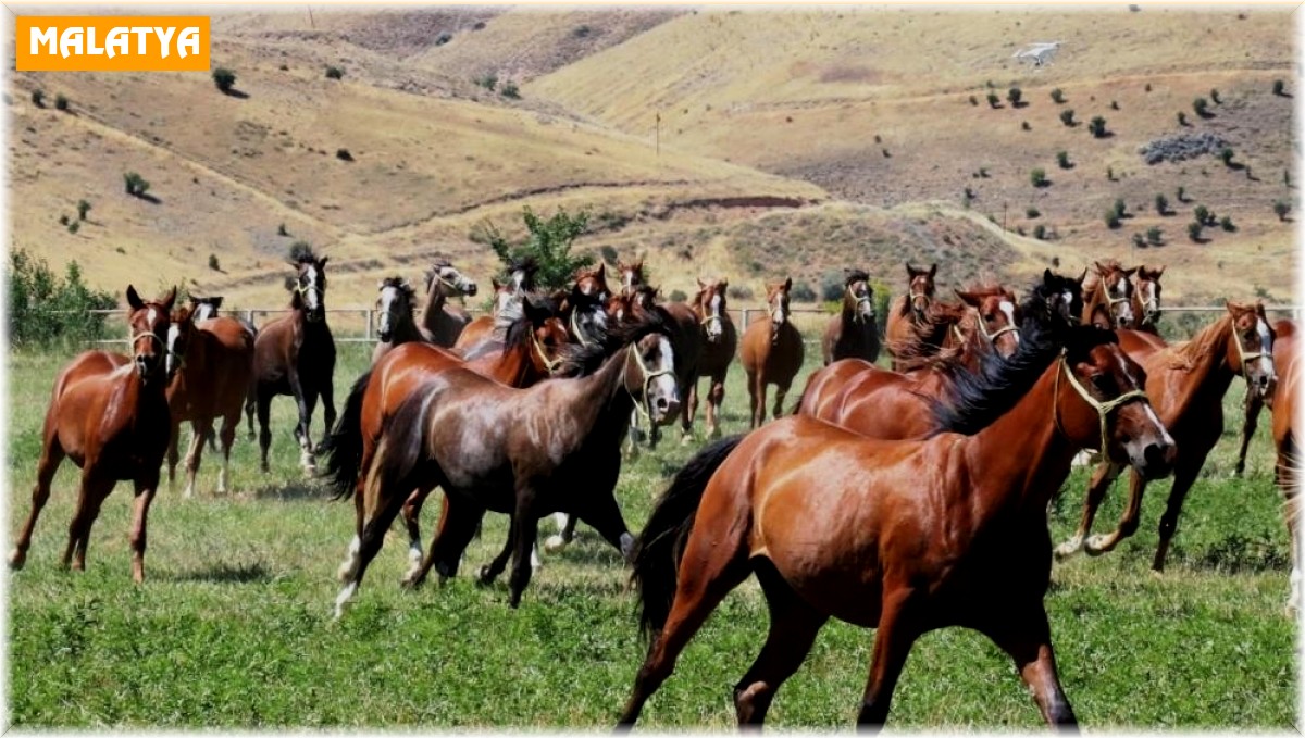 Milyonluk safkanlar ihale ile satılacak