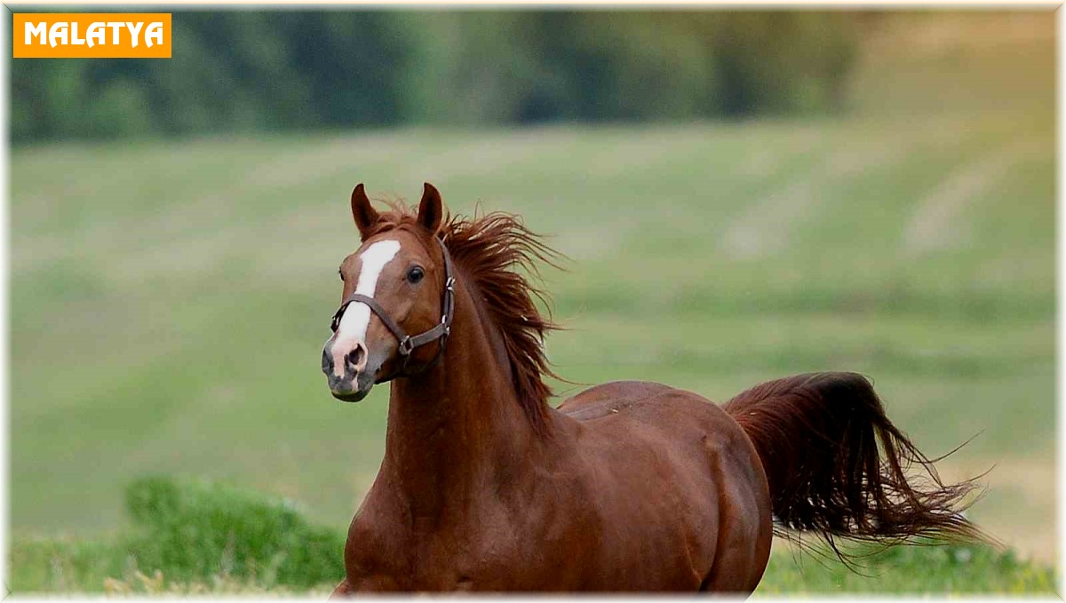 Milyonluk taylar görücüye çıkıyor