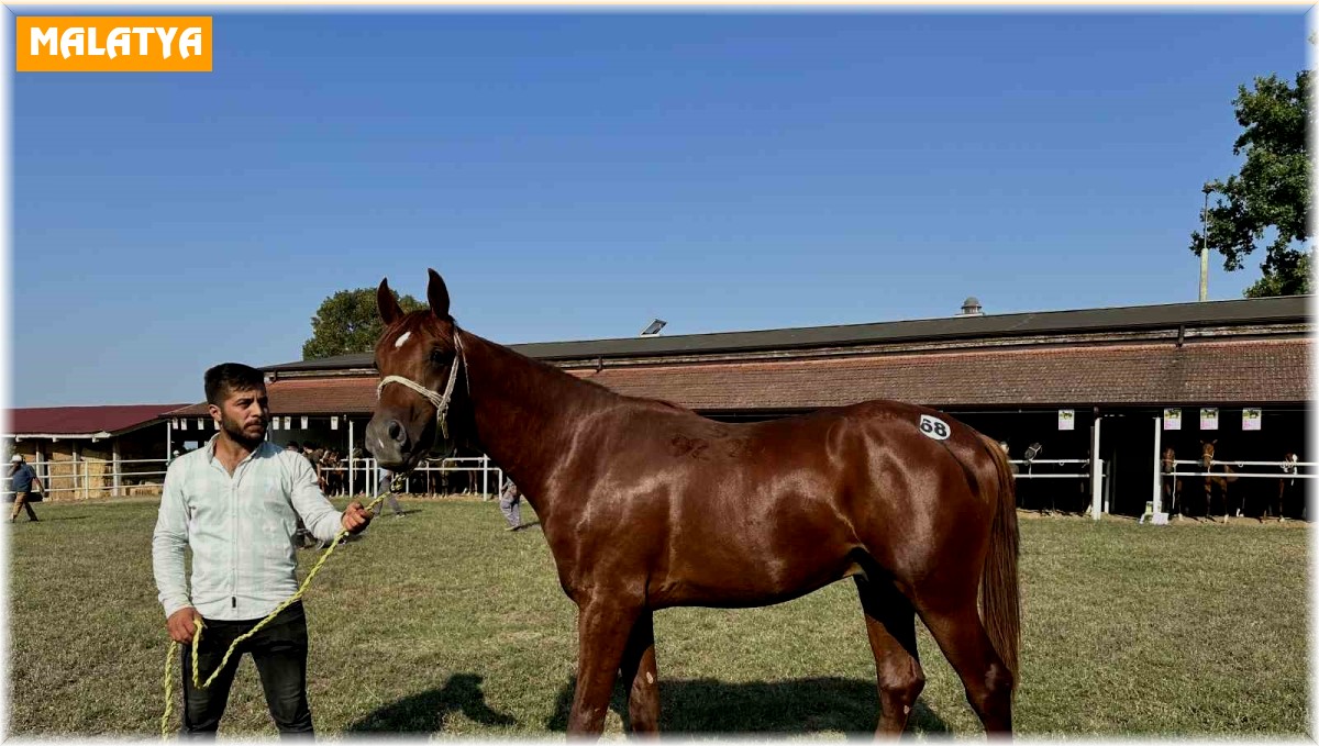Milyonluk taylar görücüye çıkmaya hazırlanıyor