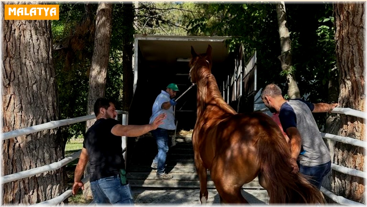 Milyonluk taylar görücüye çıkmaya hazırlanıyor