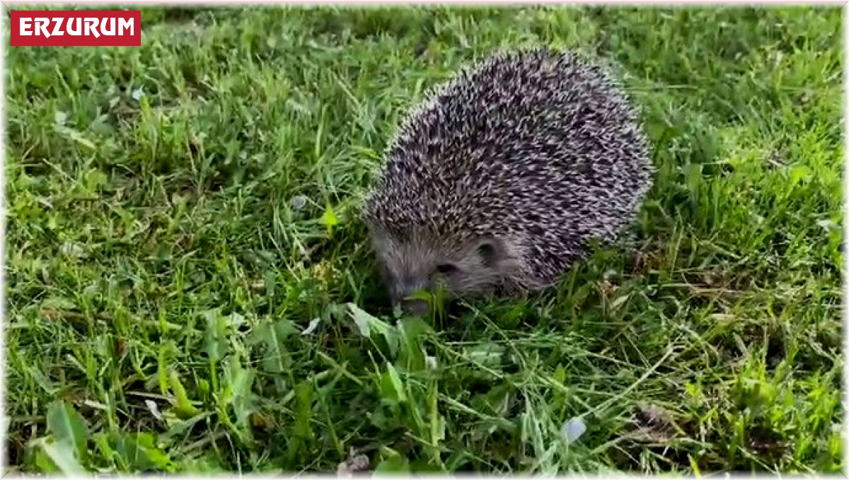 Minik kirpiye şefkat elini uzattılar