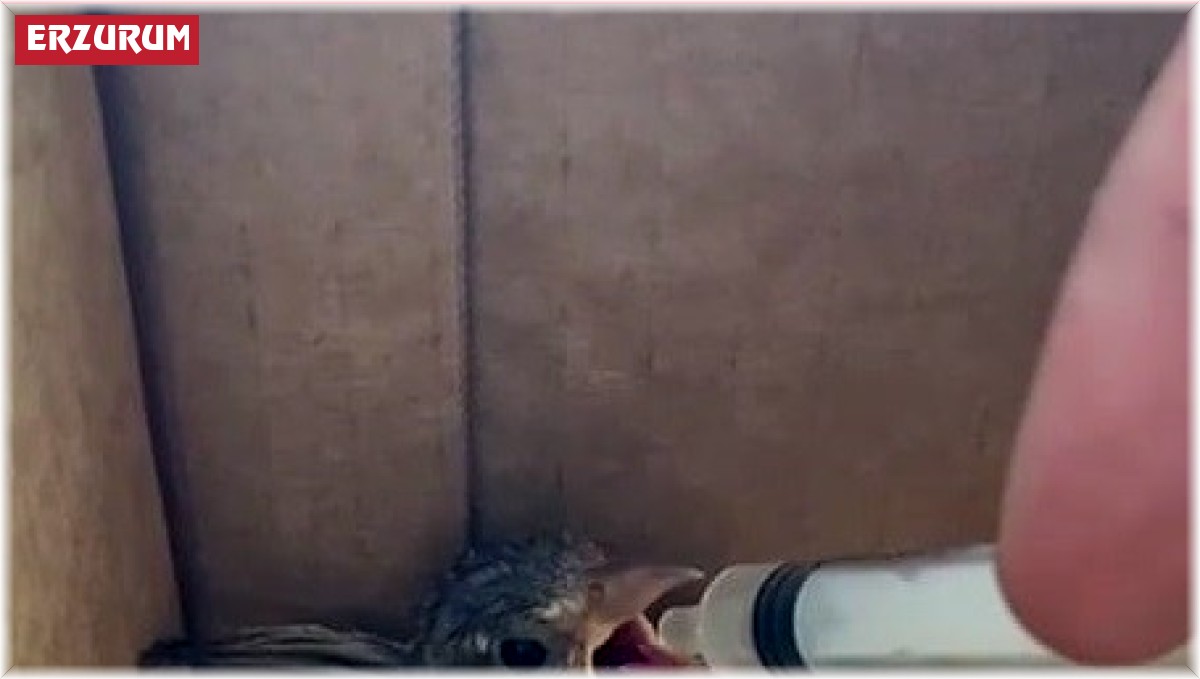 Minik serçe yavrusu şefkatli ellerde