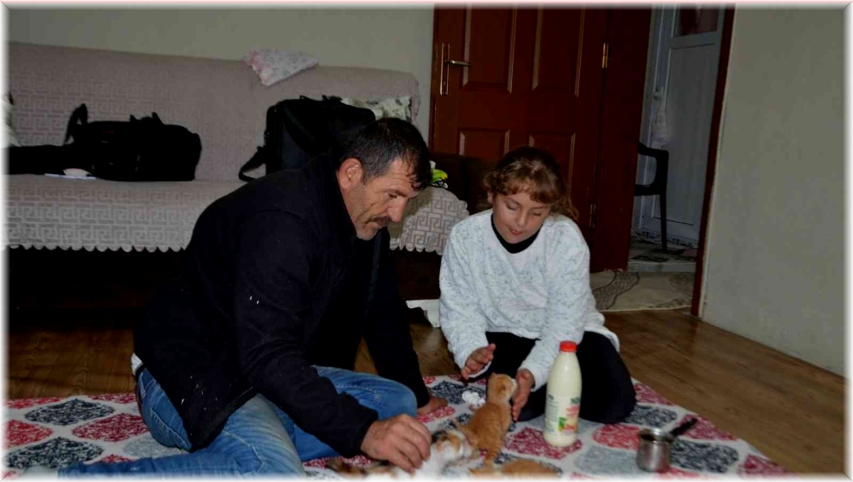 Minik Umrenur, annelerini kaybeden kedi yavrularına sahip çıktı
