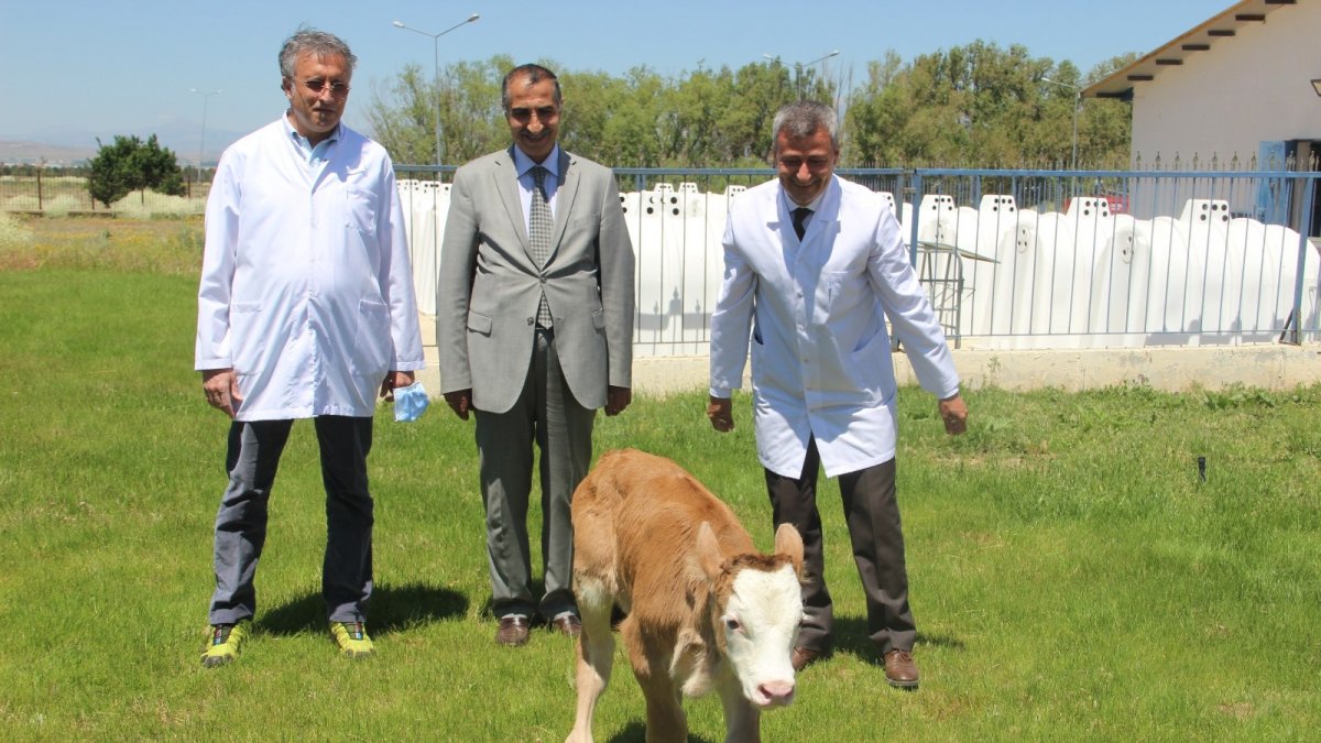 Montofon cinsi inek embriyo transferiyle simental cinsi buzağı doğurdu