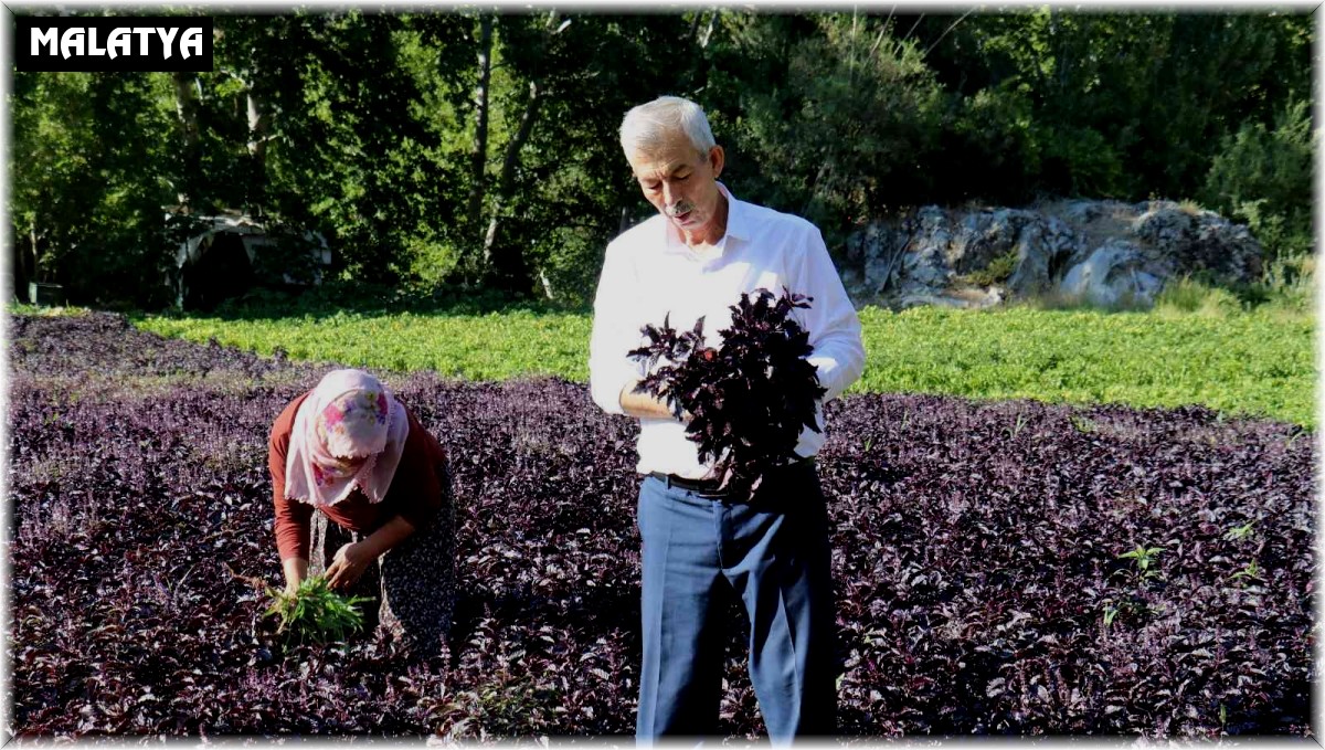 Mor reyhanda hasat zamanı