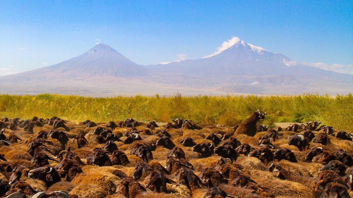 Morkaraman ve akkaraman ırkı koyun ve koçlar Azerbaycan'a ihraç ediliyor