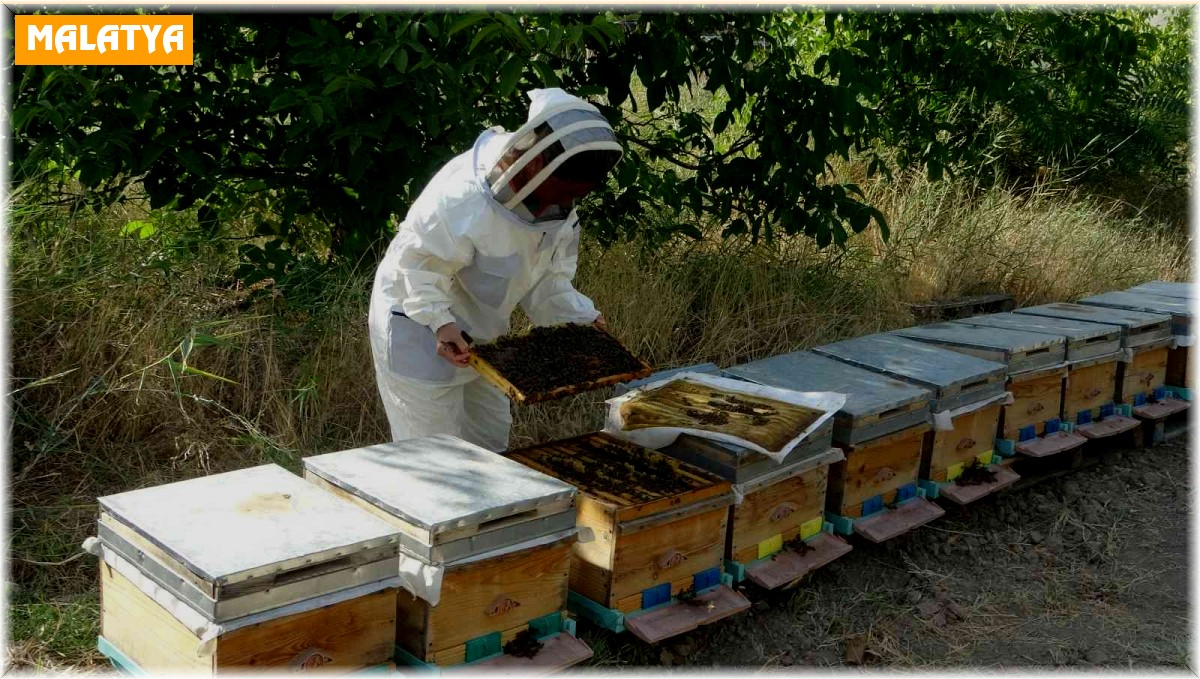 MTÜ'de bal hasadı tamamlandı