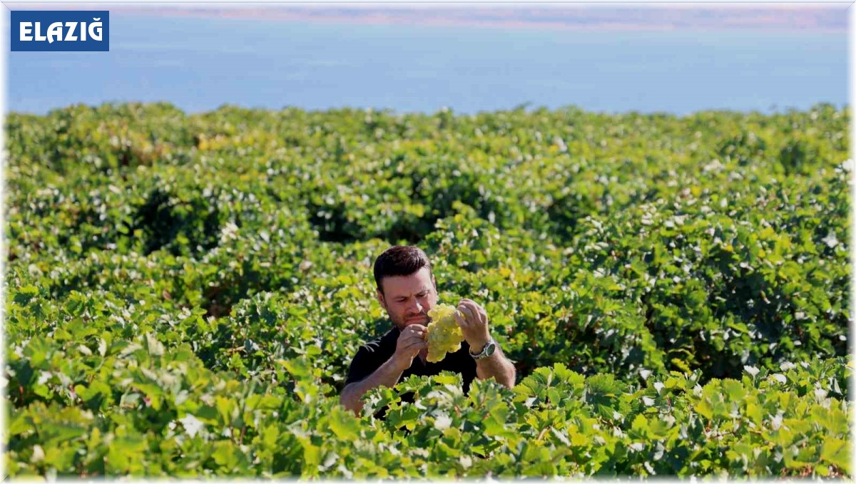Mühendislikten çiftçiliğe: Haftada 2-3 gün çalışarak 4-5 mühendis maaşı kazanıyor