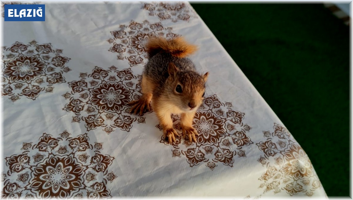 Muhtar ve yavru sincabın sevimli dostluğu