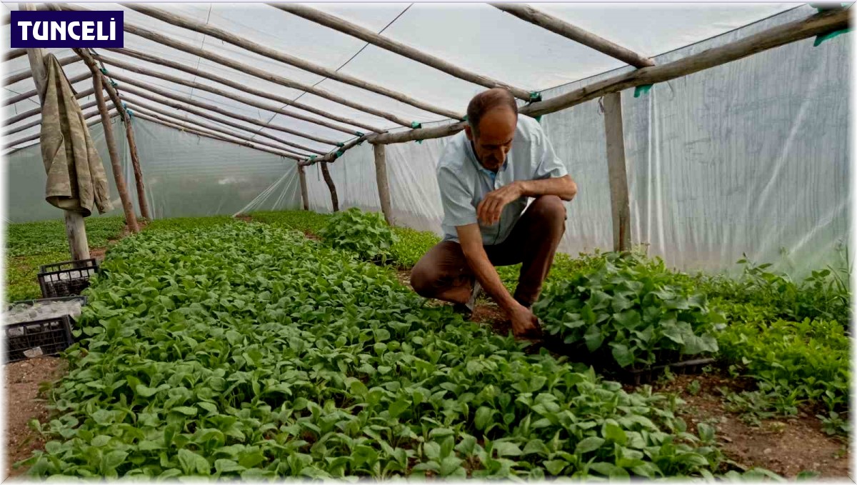 Muhtar, yetiştirdiği sebze fideleriyle tarımsal üretime katkı sunuyor