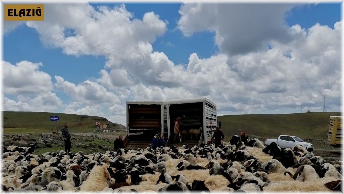 Muhtarın öldürüldüğü sürü kavgası sonrası 4 bin 500 küçükbaş ilçe dışına taşındı
