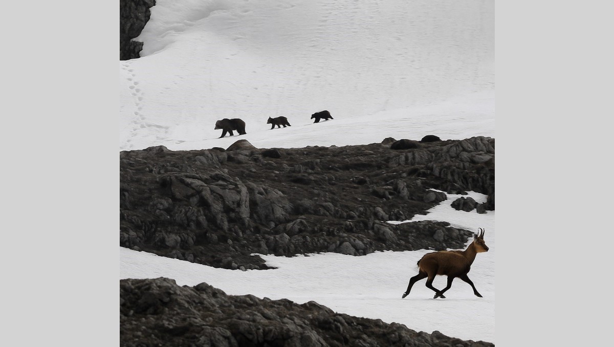 Munzur Dağı'nda nefes kesen anlar: Boz ayıdan kaçan dağ keçileri kamerada