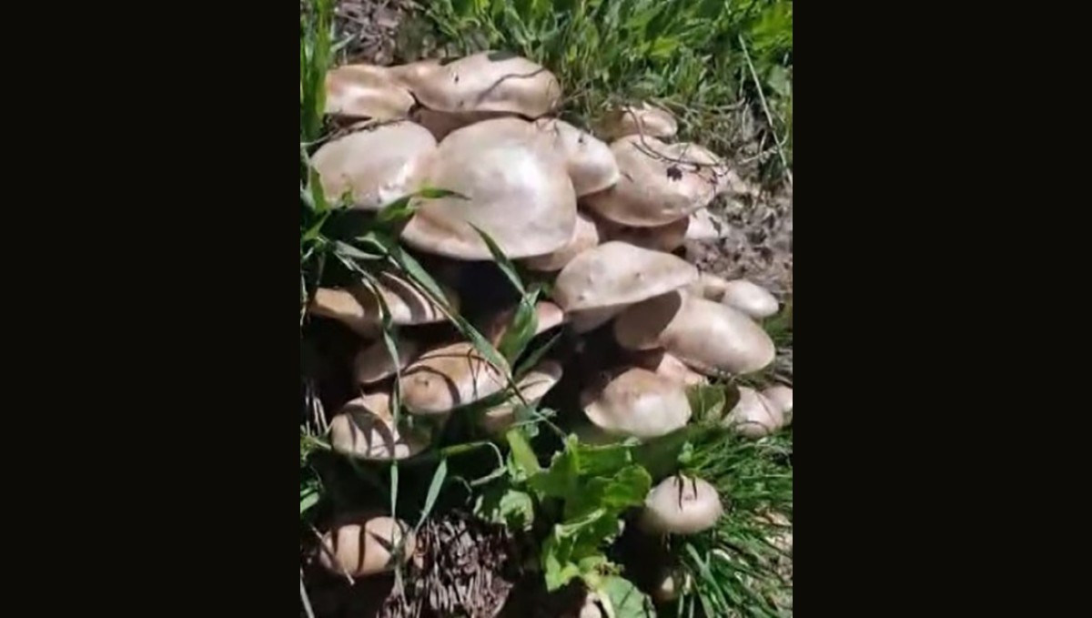 Munzur Dağları'nda mantar tarlasına denk geldi