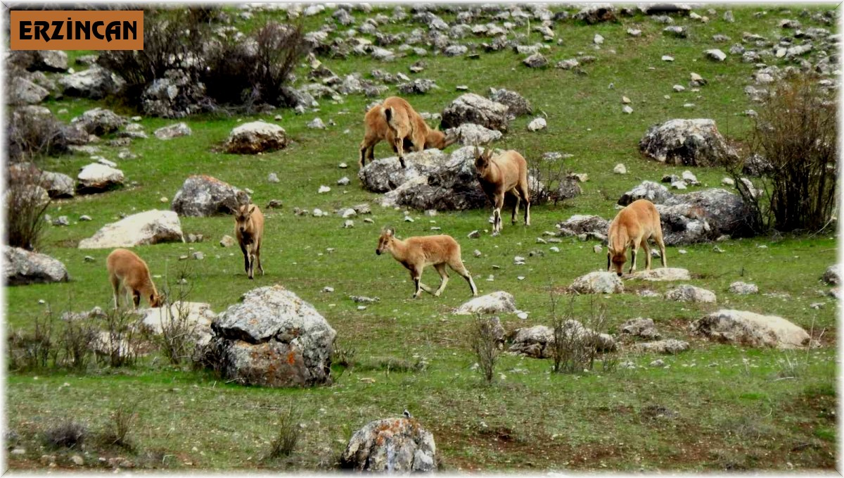 Munzur Dağlarına yaban keçileri güzellik katıyor