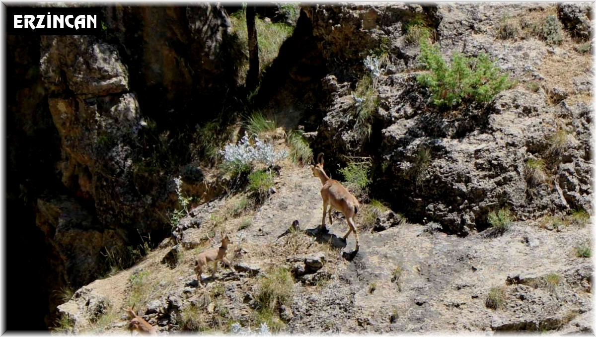 Munzur Dağlarında dağ keçileri görüntülendi