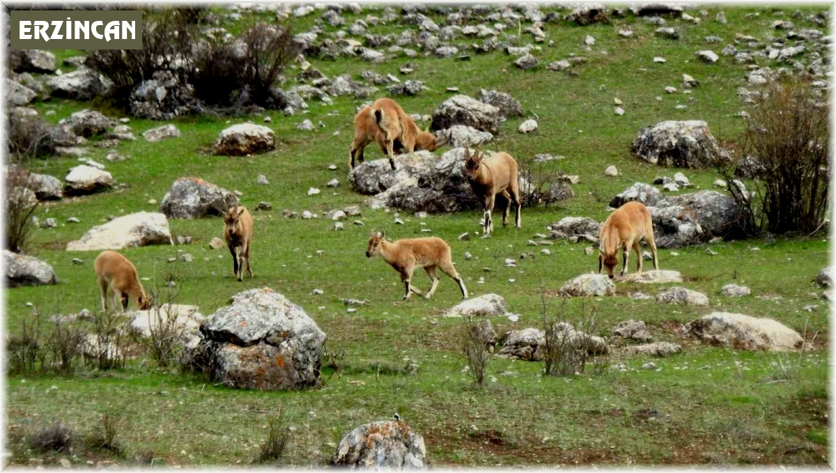 Munzur Dağlarında dağ keçileri görüntülendi