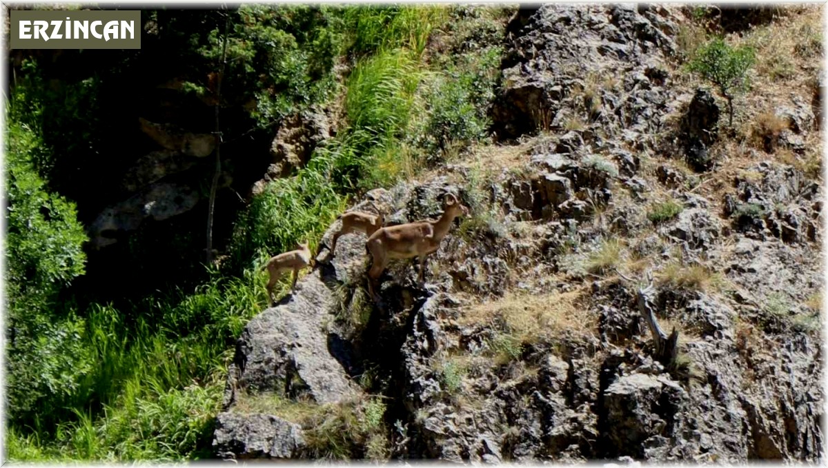 Munzur Dağlarında dağ keçileri görüntülendi