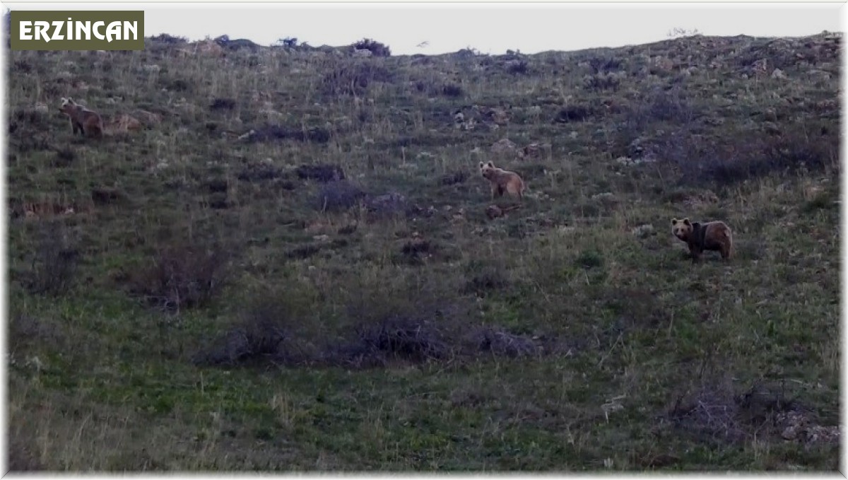 Munzur Dağlarında dağ keçileri ve peşlerinde ki ayılar görüntülendi