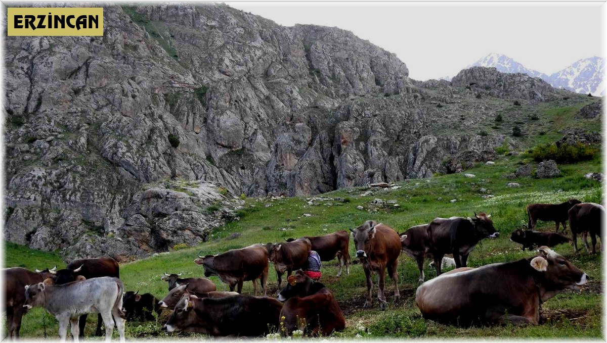 Munzur Dağlarında iç ısıtan görüntü; Dağ keçileriyle inek sürüsü bir arada