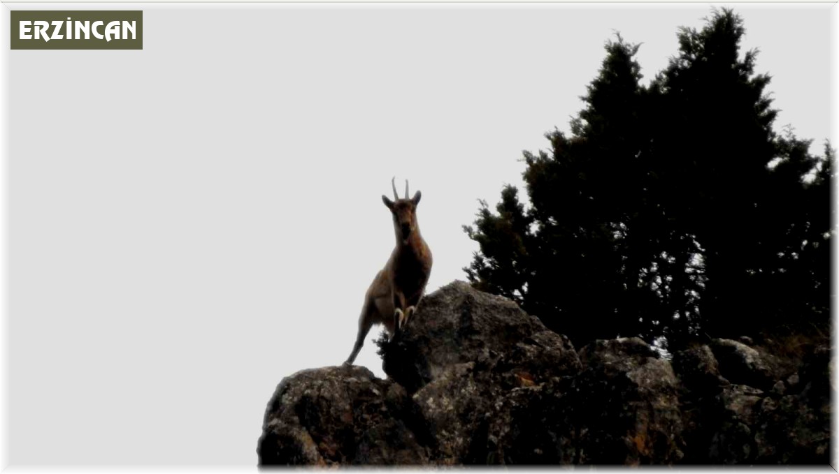 Munzur Dağlarında yaban keçileri görüntülendi