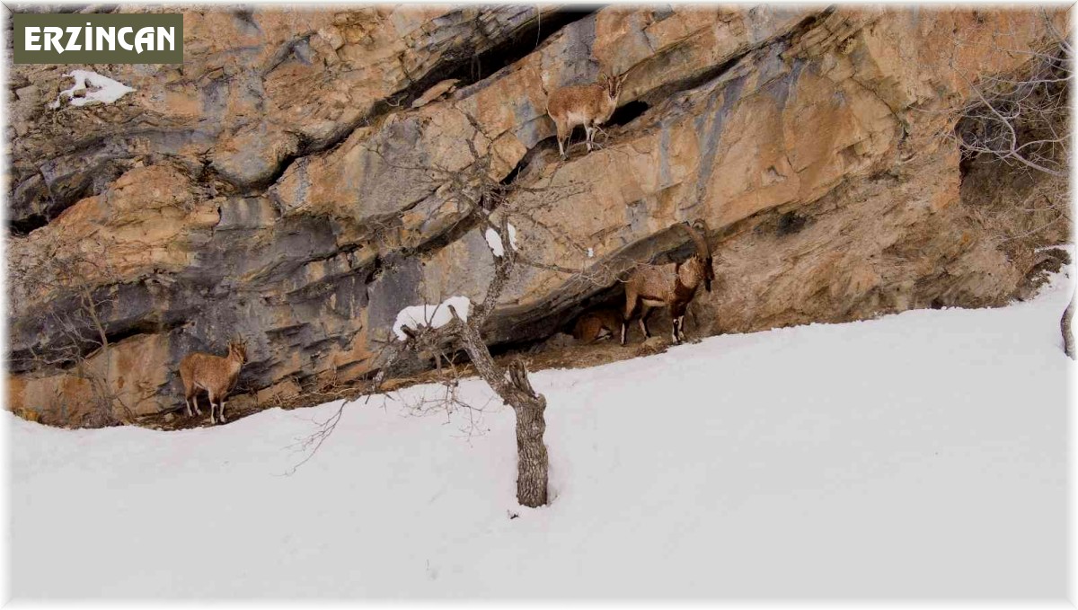 Munzur Dağlarında yaban keçileri görüntülendi