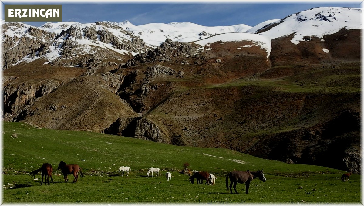Munzur Dağlarındaki yılkı atları görüntülendi