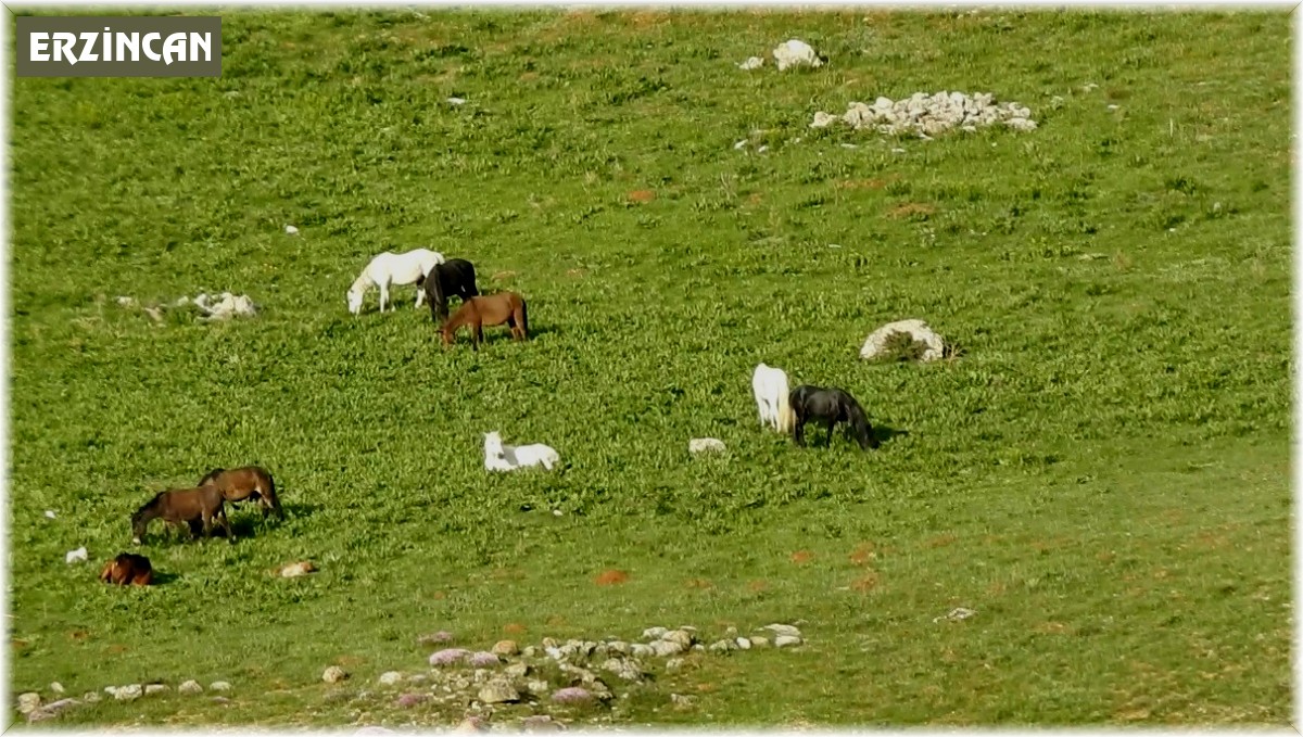 Munzur Dağlarındaki yılkı atları görüntülendi