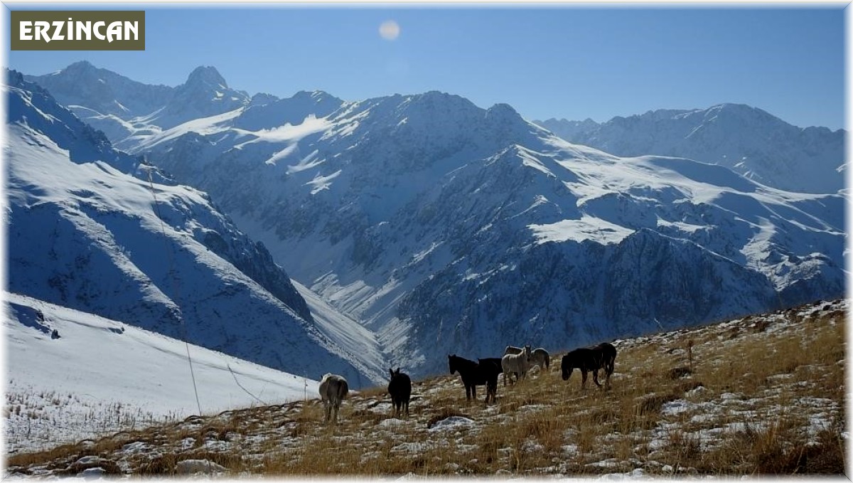 Munzur Dağlarının bir başka güzellikleri: 'Yılkı atları'