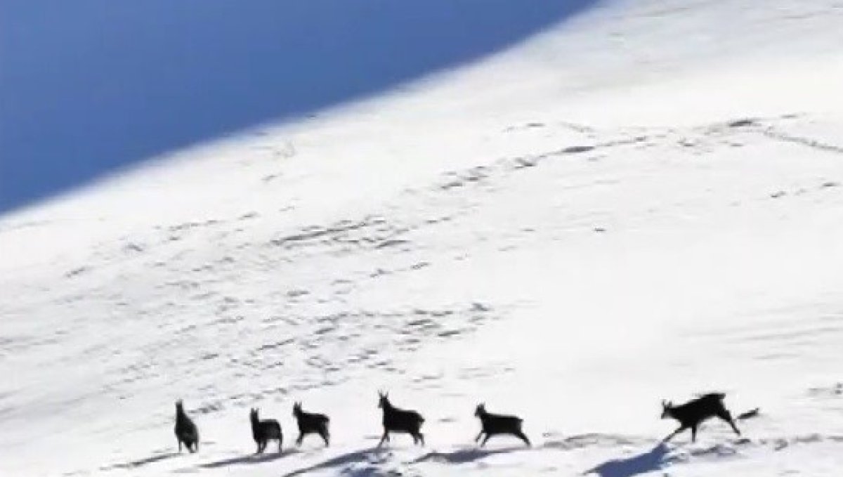 Munzur'un beyaz zirvesinde şamualar görüntülendi
