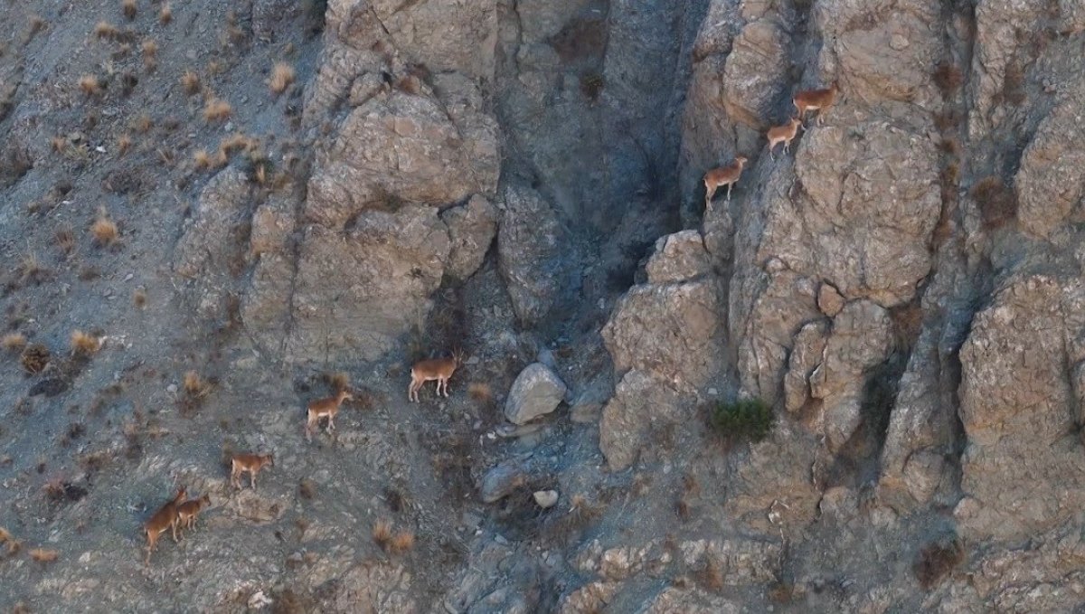 Munzur'un sarp kayalıklarında yaban keçileri