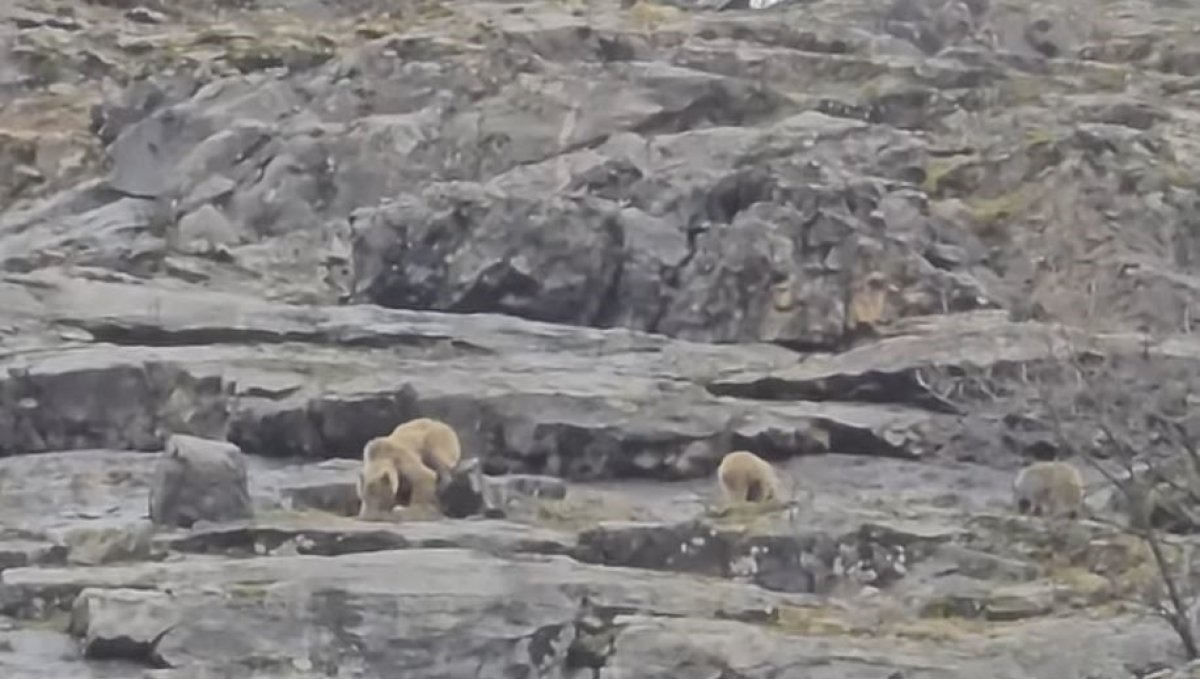 Munzur Vadisi'nde anne ayı ve yavruları görüntülendi