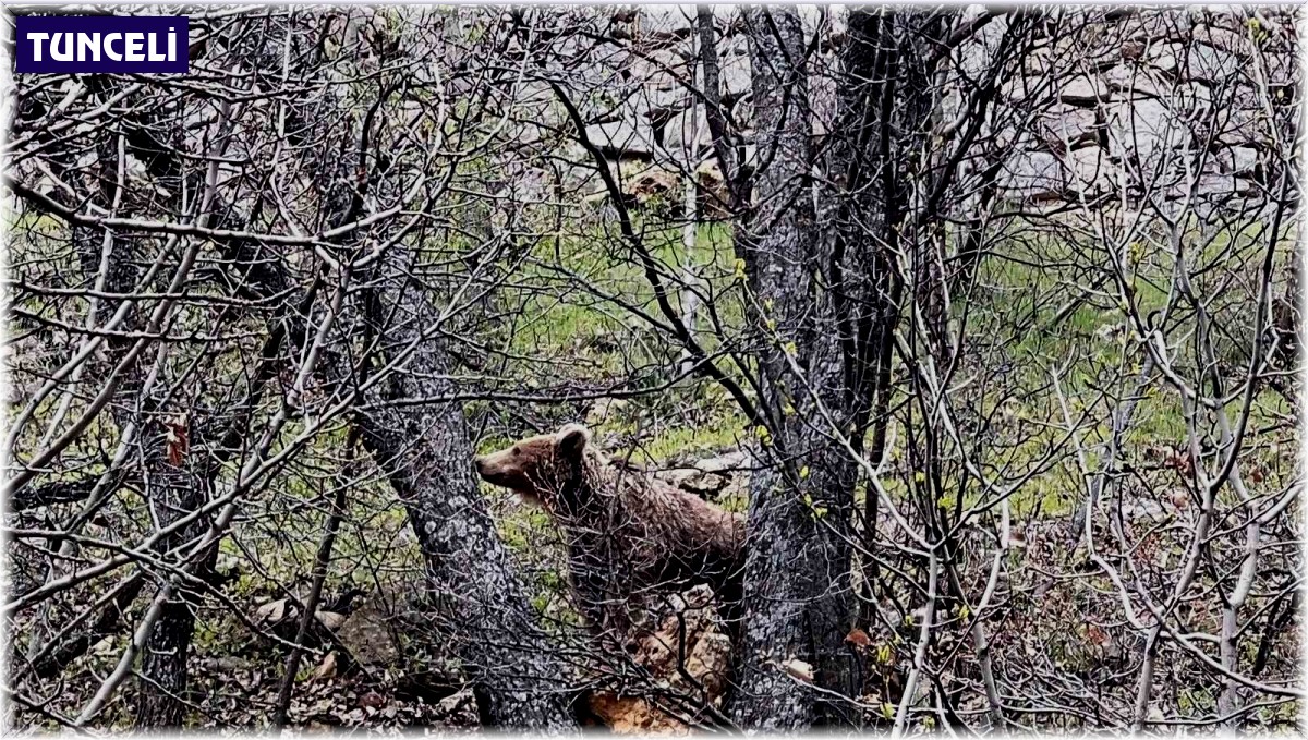 Munzur Vadisi'nde bozayı görüntülendi